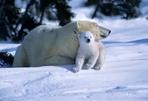 Female Polar Bear lying down with cub or coy under chin, Canada, Manitoba, Churchill