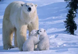 Sweet Prints: Female Polar Bear Standing with 2 Cubs at her feet, Canada, Manitoba, Churchill