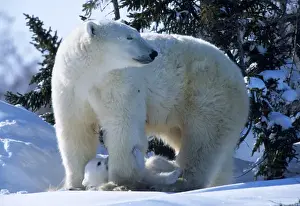Churchill Prints: Female Polar Bear standing with cub of the year(coy) underneath Canada, Manitoba