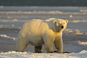 Images Dated 15th October 2010: A female polar bear stands on a snow covered beach at sunset, on the coast of ANWR