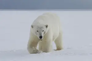 Anwr Prints: A female polar bear walks along the edge of the Beaufort Sea ice pack, in ANWR, Northern