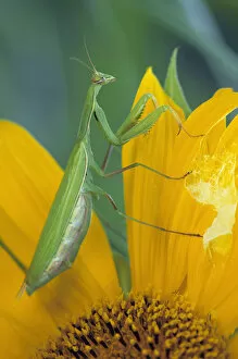 Female praying mantis egg sac sunflower