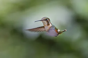 Female Purple-throated Woodstar, Ecuador