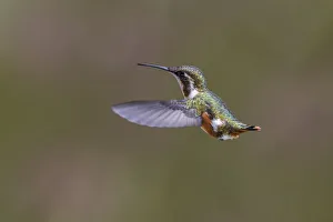 Female Purple-throated Woodstar, Ecuador