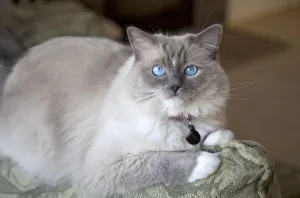 Blue Eye Prints: Female Ragdoll Cat