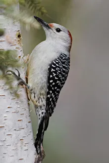 Berry Prints: Female Red-bellied woodpecker, Melanerpes carolinus and red berries, Kentucky