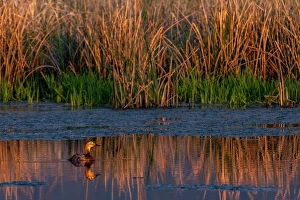 Ninepipe National Wildlife Refu Prints: Female redhead duck at Ninepipe National Wildlife Refuge near Ronan