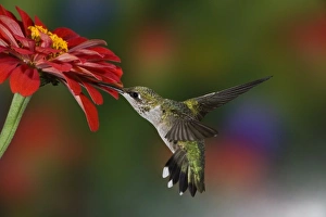 Images Dated 2nd July 2009: Female Ruby-throated Hummingbird feeding on flower, Louisville, Kentucky
