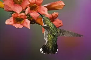 Images Dated 17th August 2008: Female Ruby Throated Hummingbird in flight, Archilochus colubris, Kentucky