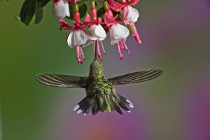 Female Ruby throated Hummingbird in flight
