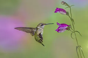 Female Ruby-throated hummingbird flying around flower, Louisville, Kentucky
