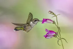Female Ruby-throated hummingbird flying around flower, Louisville, Kentucky