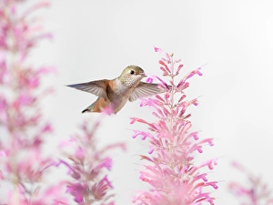 White Background Prints: Female rufous hummingbird in flight, east mountain backyard, New Mexico