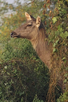 Bead Prints: Female Sambar Deer, Keoladeo National Park, India