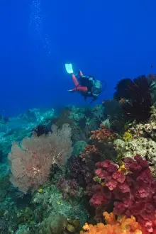 Raja Ampat Prints: female scuba diver near brilliant colored Soft Corals (Dendronepthya sp. ) Raja Ampat