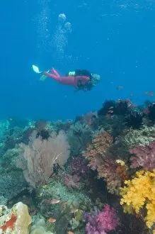 Female scuba diver near vibrant and colorful sloft corals (Dendronepthya sp.) Raja
