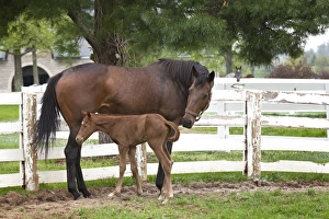 Images Dated 19th April 2011: Female thoroughbred and foal, Donamire Horse Farm, Lexington, Kentucky