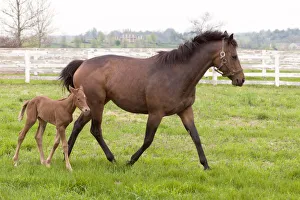Foal Prints: Female thoroughbred and foal, Donamire Horse Farm, Lexington, Kentucky