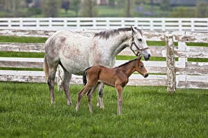 Images Dated 19th April 2011: Female thoroughbred and foal, Donamire Horse Farm, Lexington, Kentucky
