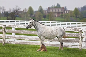 Images Dated 19th April 2011: Female thoroughbred and foal, Donamire Horse Farm, Lexington, Kentucky