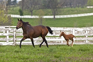 Images Dated 19th April 2011: Female thoroughbred and foal, Donamire Horse Farm, Lexington, Kentucky