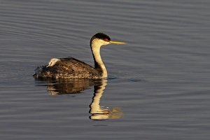 Ninepipe National Wildlife Refu Prints: Female western grebe with chick on her back at Ninepipe National Wildlife Refuge in the Mission Valley