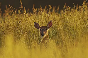 Images Dated 22nd May 2004: Female White-tailed Deer backlit in tall grass, western Kentucky, Odocoileus virginianus