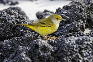 South America Prints: Female Yellow warbler. San Cristobal Island, Galapagos Islands, Ecuador
