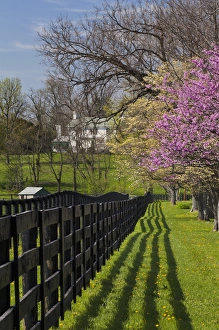 Dogwood Prints: Fence and dogwood and redbud trees in early spring, Lexington, Kentucky