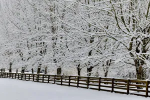 Covered Prints: Fence line and fresh snow with trees covered in snow