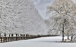 Fence line and fresh snow with trees covered in snow