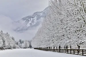 Prints of Fence line and fresh snow with trees covered in snow Images Dated 2017 December: Fence line and fresh snow with trees covered in snow