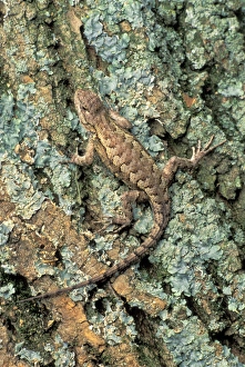 Fungi Gallery: Fence Lizard on tree