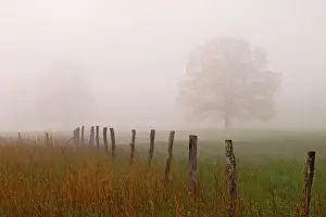 Images Dated 26th April 2004: Fence and trees in foggy meadow Cades Cove Great Smoky Mountains N. P. TN