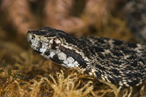 Snake Prints: Fer-de-Lance (Bothrops atrox) juvenile, Amazon, ECUADOR. Vivarium ID # 3616. Captive