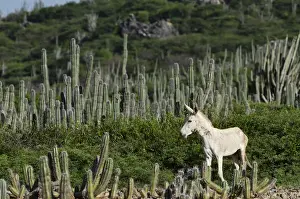 Feral Donkey or Ass (Equus africanus asinus) in Cactus scrub eco-system