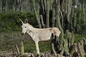 Domesticated Prints: Feral Donkey or Ass (Equus africanus asinus) in Cactus scrub eco-system