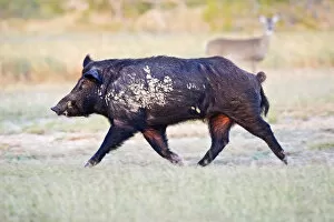 Feral Hog (Sus scrofa) male (boar) running wild in Willacy County, s. Texas, USA