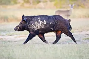 Boar Prints: Feral Hog (Sus scrofa) male (boar) running wild in Willacy County, s. Texas, USA