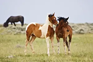 High Country Prints: Feral Horse (Equus caballus) colts play by biting each other in the high, sagebrush