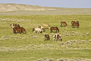 High Country Prints: Feral Horse (Equus caballus) herd of wild horses grazing on prairie grass in the high