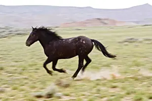 Speed Prints: Feral Horse (Equus caballus) running and kicking up dust in the high, sagebrush country