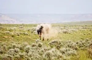 Dust Bath Prints: Feral Horse (Equus caballus) taking a dust bath and shaking of loose dust in the high