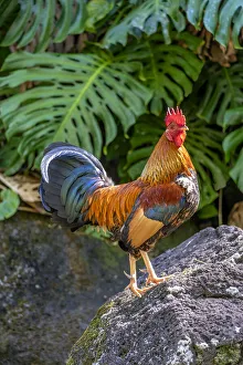 Kauai Prints: Feral rooster, Kauai, Hawaii, USA