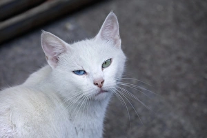 Feral Prints: Feral white cat on the streets of Istanbul, Turkey