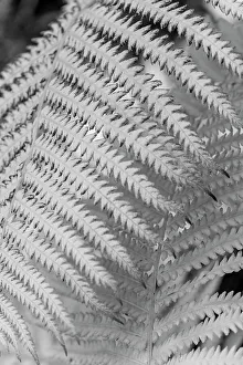 Janet Muir Prints: Fern