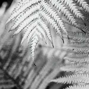 Images Dated 29th April 2022: Fern