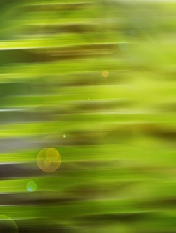 Savanah Stewart Prints: Fern abstract
