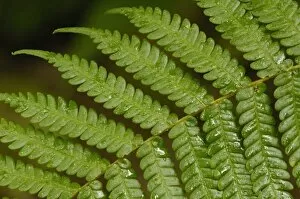 Images Dated 17th June 2005: A fern detail, from Mindo Cloud Forest, Ecuador, South America