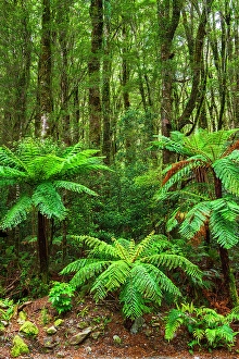Fern Prints: Fern forest at Milford Sound, Fiordland National Park, South Island, New Zealand